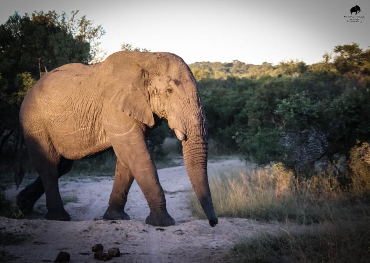 Elephant Plains Game Lodge Sabi Sand Game Reserve Exterior foto