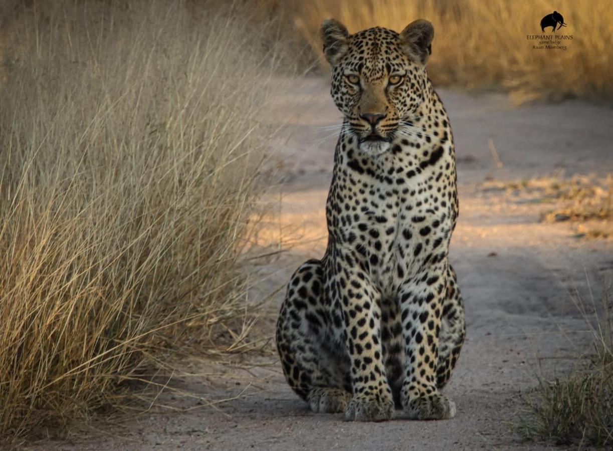 Elephant Plains Game Lodge Sabi Sand Game Reserve Exterior foto