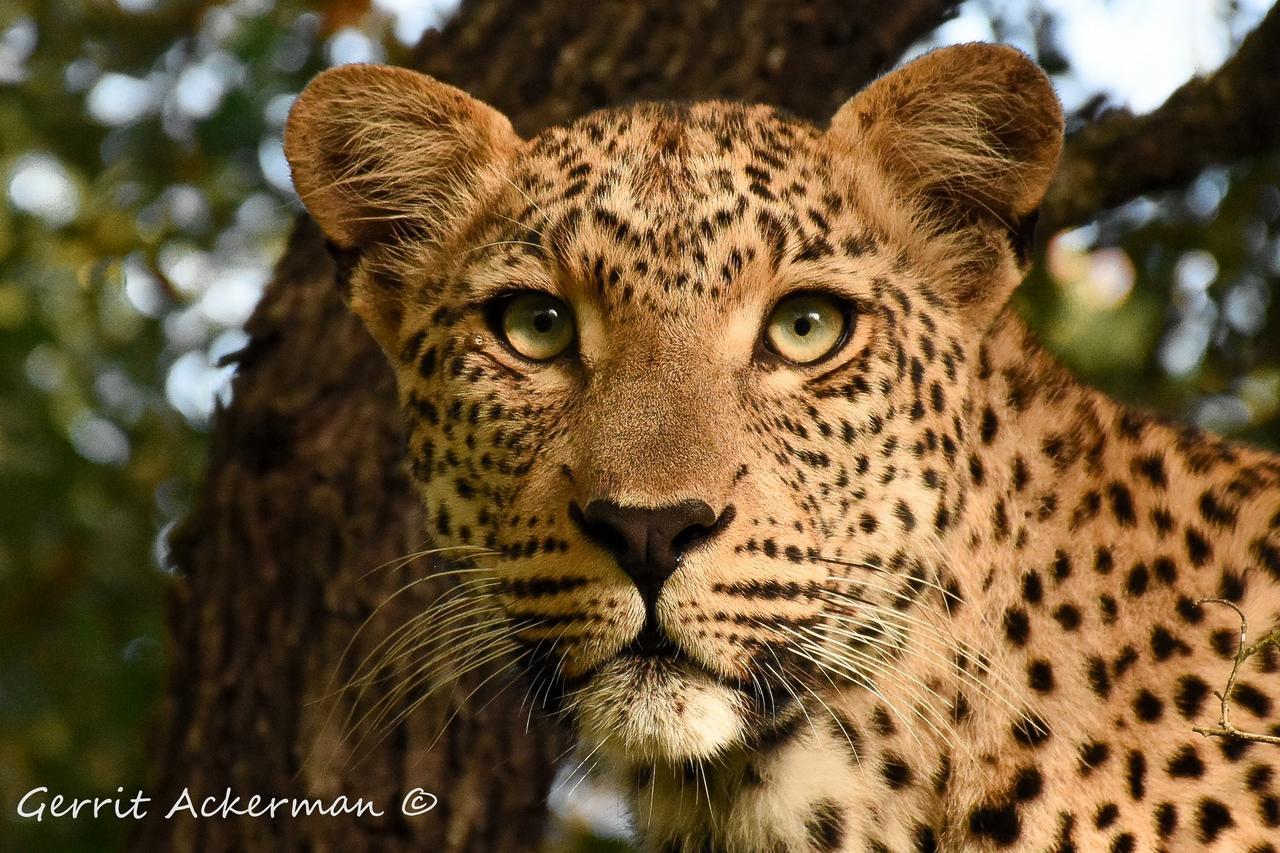 Elephant Plains Game Lodge Sabi Sand Game Reserve Exterior foto